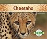 Cheetahs (Big Cats) Cheetahs (Big Cats)