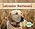 Labrador Retrievers