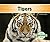 Tigers (Big Cats)
