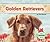 Golden Retrievers (Dogs Set 1)