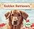 Golden Retrievers (Dogs Set 1)