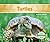 Turtles (Reptiles)