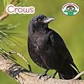 Crows