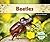 Beetles (Insects )