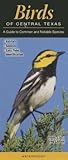 Birds of Central Texas: A Guide to Common & Notable Species