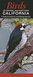 Birds of Central & Northern California: A Guide to Common & Notable Species