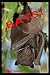 Bats: Learn About These Strange and Wonderful Creatures of the Night
