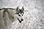 What Dog Breed Is Right For Me? The Siberian Husky Report