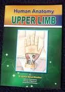 Upper Limb