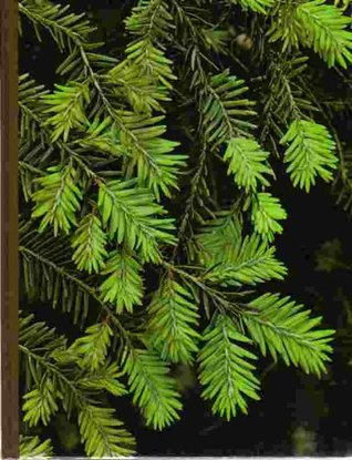Evergreens (The Time-Life Encyclopedia of Gardening)