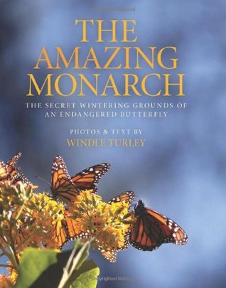 The Amazing Monarch: The Secret Wintering Grounds of an Endangered Butterfly (Hardcover)