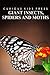 Giant Insects, Spiders and Moths - Curious Kids Press: Kids book about animals and wildlife, Children's books 4-6