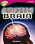 Amazing Brain (Oxford Reading Tree: Stage 10a: Treetops More Non-Fiction)