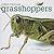 Grasshoppers (Creepy Creatures)