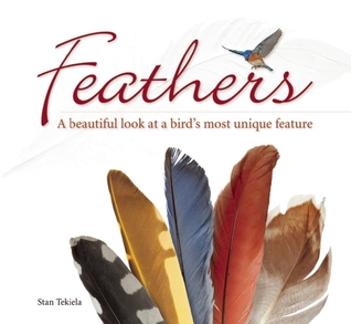 Feathers: A Beautiful Look at a Bird's Most Unique Feature (Nature Appreciation)