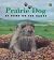 Prairie Dog: At Home on the...
