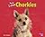 You'll Love Chorkies (Favorite Designer Dogs)