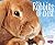 Pet Rabbits Up Close (Pebble Plus: Pets Up Close)