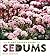The Plant Lover's Guide to Sedums