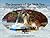 The Journey of the Shih Tzu...