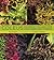 Coleus: Rainbow Foliage for...