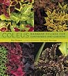 Coleus: Rainbow F...