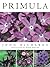 Primula