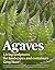 Agaves by Greg Starr