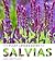 The Plant Lover's Guide to Salvias