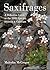 Saxifrages by Malcolm McGregor
