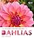The Plant Lover's Guide to Dahlias by Andy Vernon