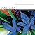 Foliage: Astonishing Color ...