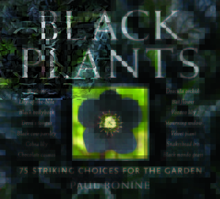 Black Plants: 75 Striking Choices for the Garden (Paperback)