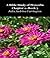 A Bible Study of Proverbs Chapter 1--Book 3