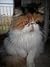 DOGS, CALVES AND KITTENS A VET’S EXPERIENCES IN ANIMAL BIRTHS by Silvio Marengo