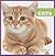 Cats (My First Pet)