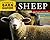 Storey's Barn Guide to Sheep by Deborah    Burns