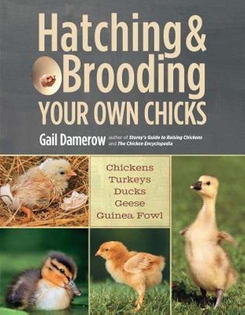 Hatching & Brooding Your Own Chicks: Chickens, Turkeys, Ducks, Geese, Guinea Fowl