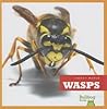 Wasps (Insect World)