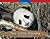 Little Panda (National Geographic Windows on Literacy: Emergent, Science, Set A), The