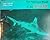 The Nightmare World of the Shark by Joseph J. Cook