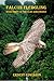 Falcon Fledgling (Clan Amir...