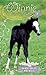 Friendly Foal (Winnie The H...