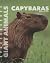 Capybaras