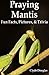 Praying Mantis: Fun Facts, Pictures, & Trivia
