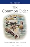 The Common Eider