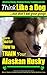 Alaskan Husky, Alaskan Husky Training AAA AKC: Think Like a Dog, but Don’t Eat Your Poop! | Alaskan Husky Breed Expert Training: Here's EXACTLY How To TRAIN Your Alaskan Husky