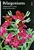 Pelargoniums