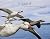 Earthflight
