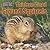 Thirteen-Lined Ground Squirrels (In Winter, Where Do They Go?)